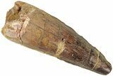 Fossil Spinosaurus Tooth - Real Dinosaur Tooth #311776-1